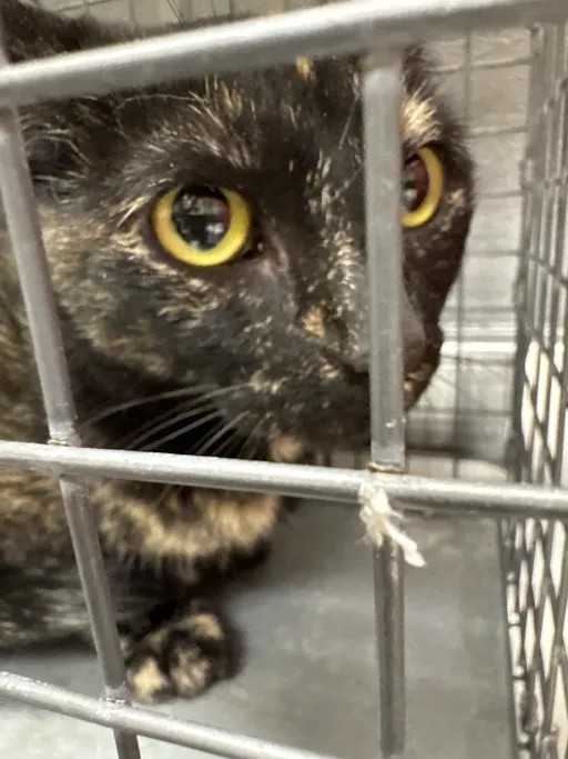 Shelter Stray Female Cat last seen Near BLOCK RAINY SKY AVE BLOCK, 655 N Mojave Rd, Las Vegas, NV 89101, USA