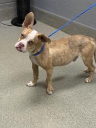 Shelter Stray Male Dog last seen MOONLITE DR & E CAREY AVE, 655 N Mojave Rd, Las Vegas, NV 89101, USA