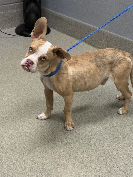 Shelter Stray Male Dog last seen MOONLITE DR & E CAREY AVE, 655 N Mojave Rd, Las Vegas, NV 89101, USA