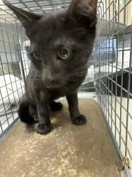 Shelter Stray Male Cat last seen Near BLOCK RAINY SKY AVE BLOCK, 655 N Mojave Rd, Las Vegas, NV 89101, USA