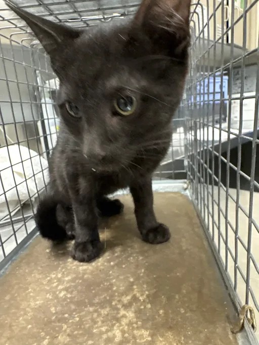 Shelter Stray Male Cat last seen Near BLOCK RAINY SKY AVE BLOCK, 655 N Mojave Rd, Las Vegas, NV 89101, USA