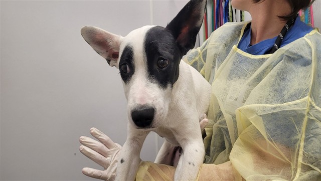 Shelter Stray Male Dog last seen , 4000 N Silverbell Rd, Tucson, AZ 85745, USA