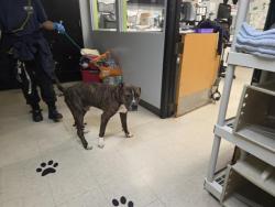 Shelter Stray Male Dog last seen Near BLOCK 164TH AVE SE, COVINGTON WA 98042, 21615 64th Ave S, Kent, WA 98032, USA