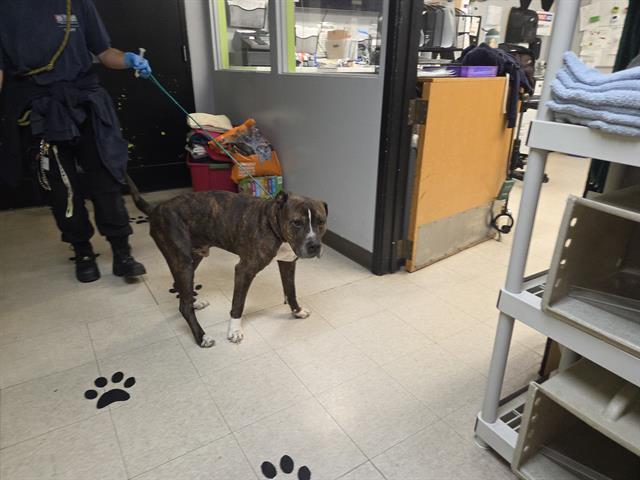 Shelter Stray Male Dog last seen Near BLOCK 164TH AVE SE, COVINGTON WA 98042, 21615 64th Ave S, Kent, WA 98032, USA