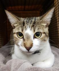 Shelter Stray Male Cat last seen , 4000 N Silverbell Rd, Tucson, AZ 85745, USA