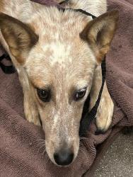Shelter Stray Female Dog last seen , 4000 N Silverbell Rd, Tucson, AZ 85745, USA