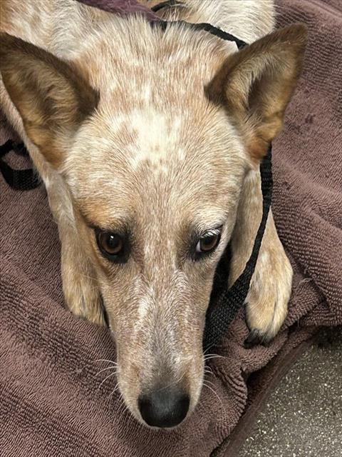 Shelter Stray Female Dog last seen , 4000 N Silverbell Rd, Tucson, AZ 85745, USA