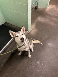 Shelter Stray Female Dog last seen LOWRIDER LN & BROADWAY, 2127 Front St, Sacramento, CA 95818, USA