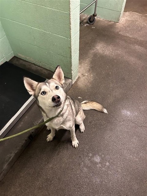 Shelter Stray Female Dog last seen LOWRIDER LN & BROADWAY, 2127 Front St, Sacramento, CA 95818, USA