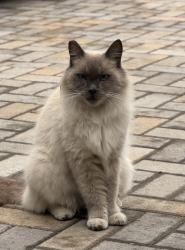 Found/Stray Unknown Cat last seen Near Bassett Elementary, Los Angeles, CA 91406