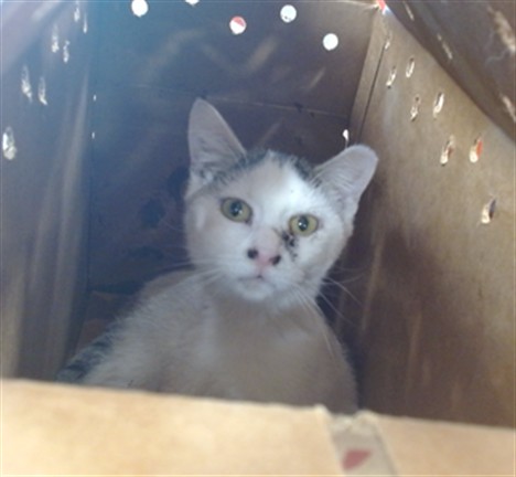 Shelter Stray Female Cat last seen Near BLOCK LYNNHURST AVENUE, 3528 Newburg Rd, Louisville, KY 40218, USA