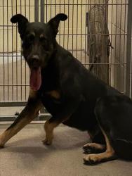 Shelter Stray Male Dog last seen SOUTHERN AVE AND 67TH AVE, 2500 S 27th Ave, Phoenix, AZ 85009, USA