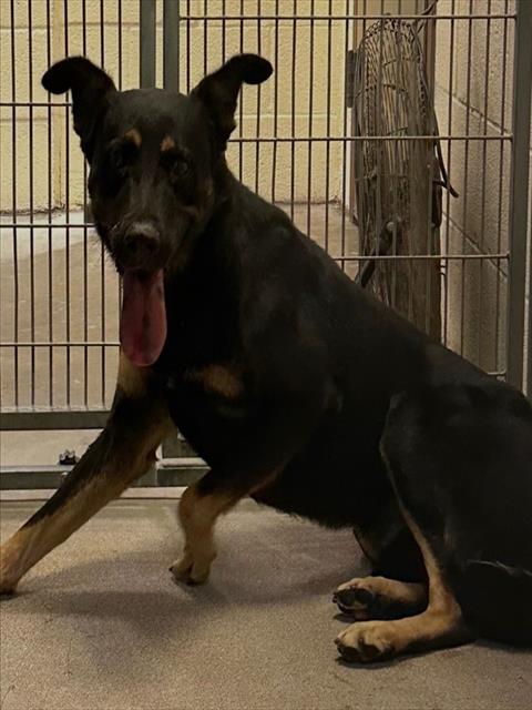 Shelter Stray Male Dog last seen SOUTHERN AVE AND 67TH AVE, 2500 S 27th Ave, Phoenix, AZ 85009, USA