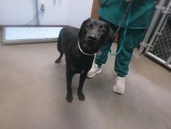Shelter Stray Male Dog last seen CENTRAL AVE AND ROESER RD, 2500 S 27th Ave, Phoenix, AZ 85009, USA