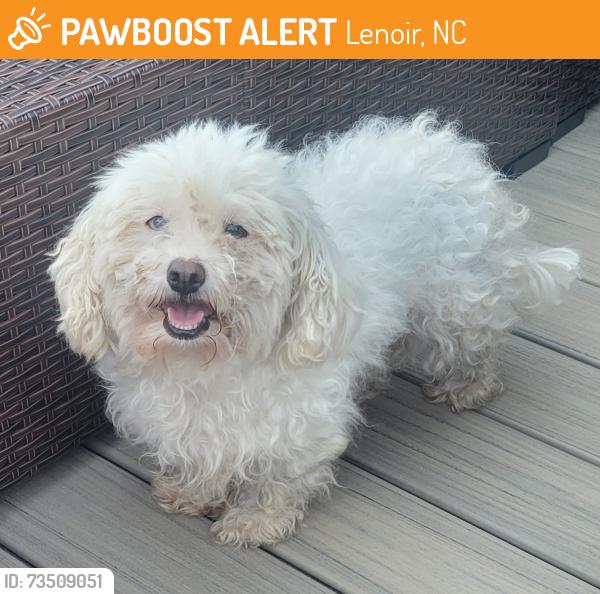 Found/Stray Female Dog last seen Connelly springs rd, Lenoir, NC 28645
