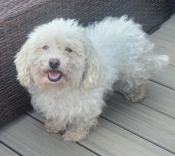 Found/Stray Female Dog last seen Connelly springs rd, Lenoir, NC 28645