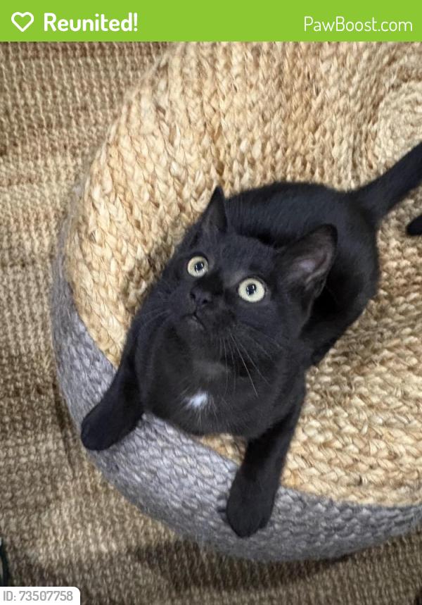 Reunited Female Cat last seen Townhouse 19752 55a Ave, Langley, BC V3A 3X1