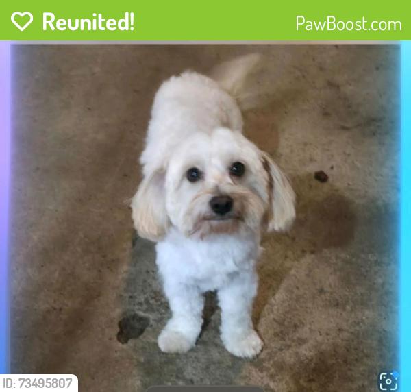 Reunited Male Dog last seen East Broadway and griffit, Maryville, TN 37804