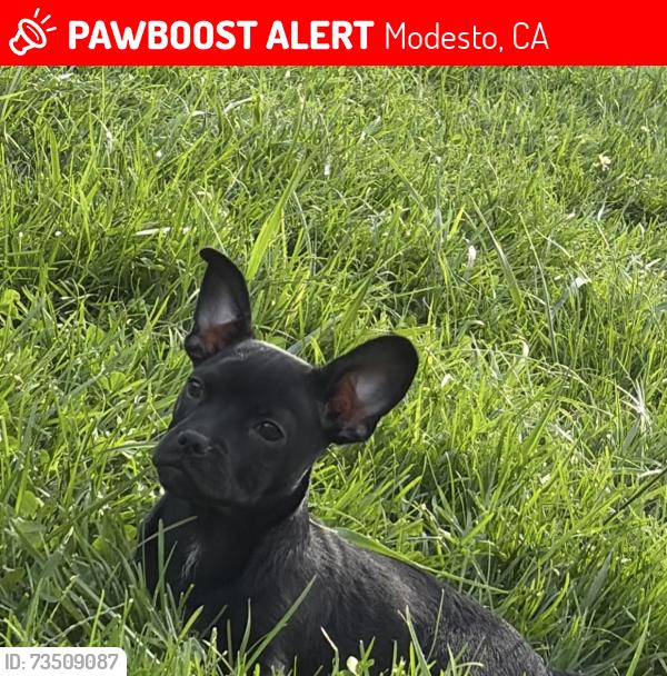 Lost Male Dog last seen school ave, Modesto, CA 95358