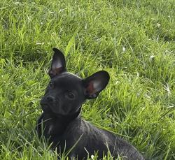 Lost Male Dog last seen school ave, Modesto, CA 95358