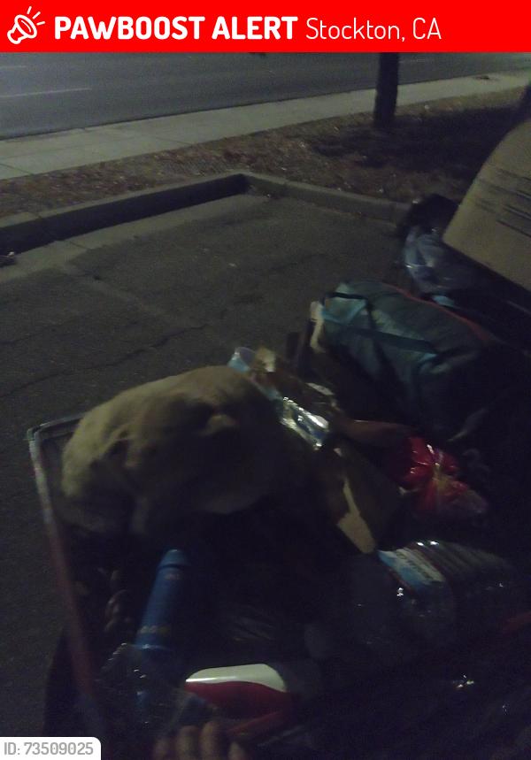 Lost Male Dog last seen West ln and march ln ln Stockton ca, Stockton, CA 95210