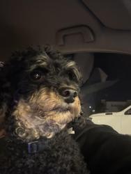 Reunited Female Dog last seen Highway 6 and Rippling Water Dr (Near HEB), Houston, TX 77084