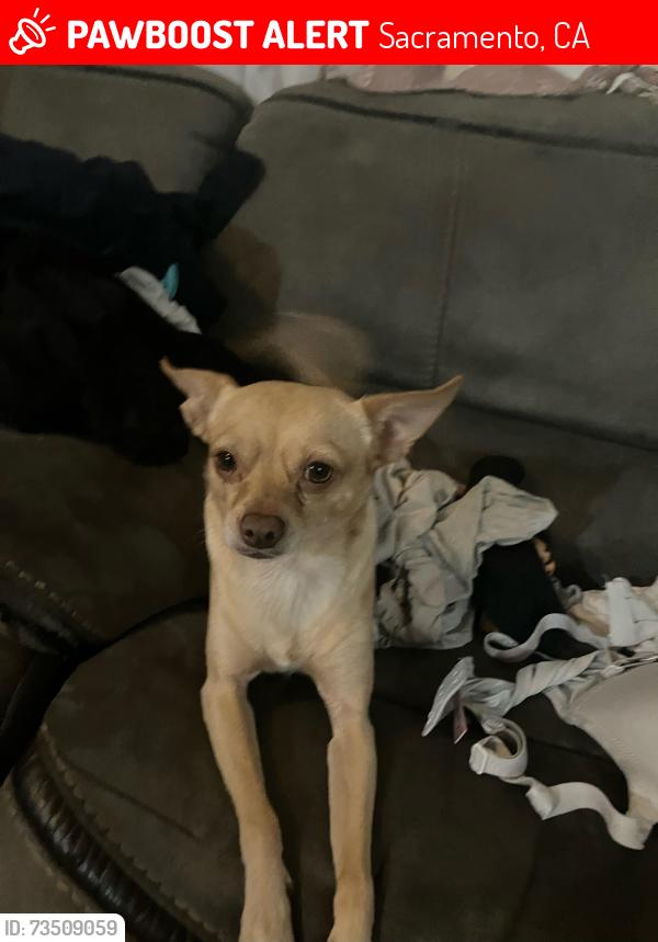 Lost Male Dog last seen Howe Edison, Sacramento, CA 95821