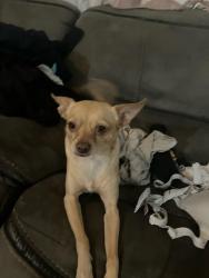 Lost Male Dog last seen Howe Edison, Sacramento, CA 95821