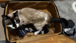 Reunited Female Cat last seen Near Acadia drive, Saskatoon, SK 