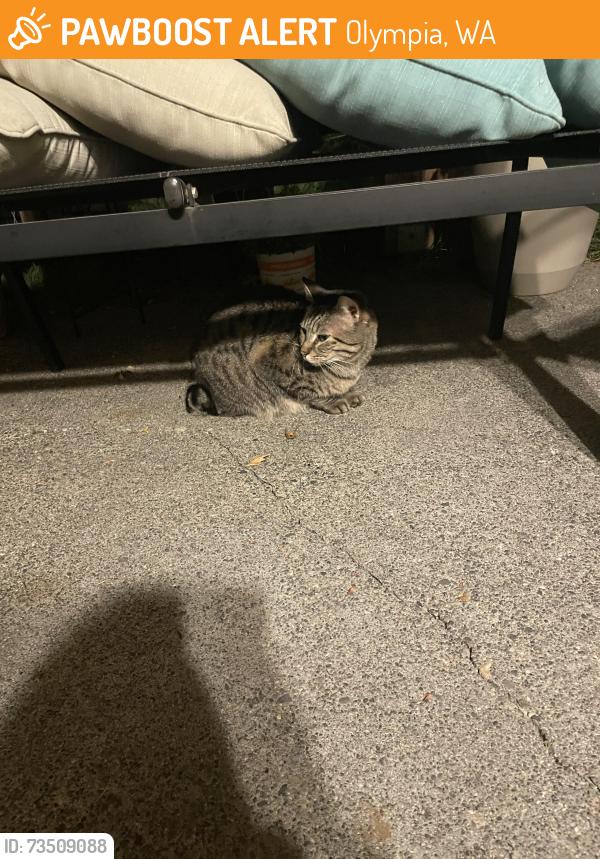 Found/Stray Female Cat last seen Near longinaker dr SE near LBA park, Olympia, WA 98501