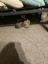 Found/Stray Female Cat last seen Near longinaker dr SE near LBA park, Olympia, WA 98501