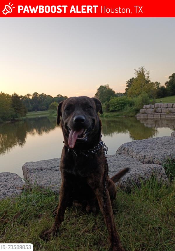 Lost Male Dog last seen Near Birchwood st, Houston, TX 77093