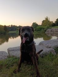 Lost Male Dog last seen Near Birchwood st, Houston, TX 77093