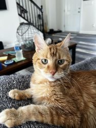Reunited Male Cat last seen Timber Valley Trail, Rock Township, MO 63026, USA, Rock Township, MO 63026