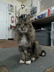 Reunited Unknown Cat last seen Milwaukee Street and Lansing Street, Madison, WI 53714