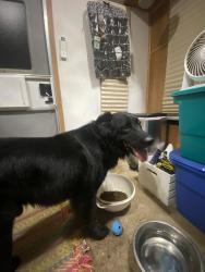 Reunited Male Dog last seen River Road Vanceboro NC, Vanceboro, NC 28586