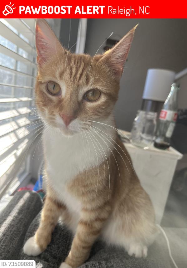 Lost Female Cat last seen Headingham, Raleigh, NC 27604