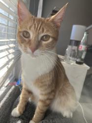 Lost Female Cat last seen Headingham, Raleigh, NC 27604