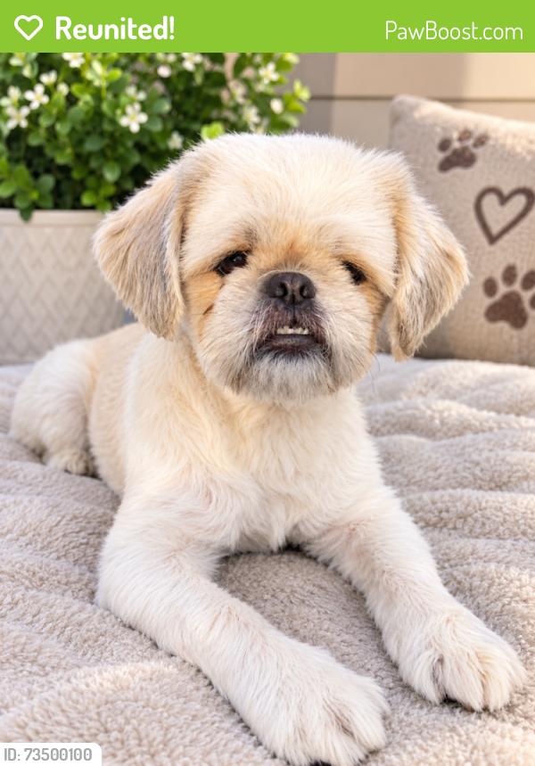 Reunited Female Dog last seen Near 23921 Copenhagen St, Mission Viejo, Ca 92691, Mission Viejo, CA 92691