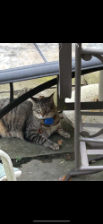 Lost Male Cat last seen Archer td, Mahopac, NY 10541