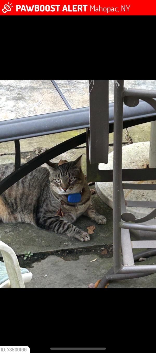 Lost Male Cat last seen Archer td, Mahopac, NY 10541
