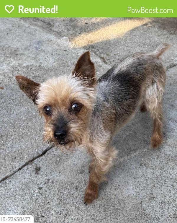 Reunited Male Dog last seen Brown Ave /Victor Ave 35th Avenue, Oakland, CA 94619