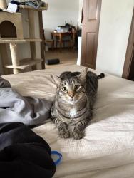 Lost Male Cat last seen Budgets .the market square, North Tonawanda, NY 14120