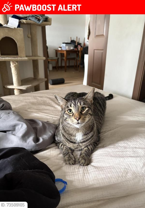 Lost Male Cat last seen Budgets .the market square, North Tonawanda, NY 14120