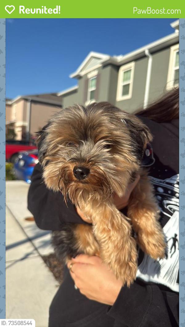 Reunited Male Dog last seen Near and Sinclair Rd, Four Corners, FL 34747