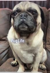 Reunited Male Dog last seen Third and Sage Street, Hesperia, CA 92345