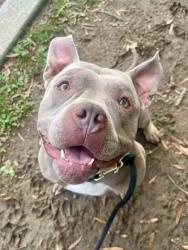 Shelter Stray Male Dog last seen Near Pulaski HWY, 21224, MD, 2490 Giles Rd, Baltimore, MD 21225, USA
