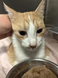 Shelter Stray Female Cat last seen Near Cravens Rd, East District, TX, 355 Hillshire Dr, Haslet, TX 76052, USA