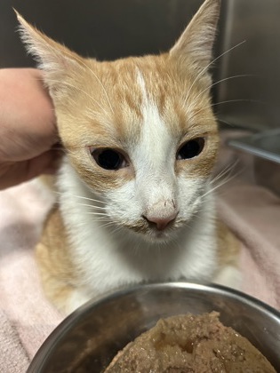 Shelter Stray Female Cat last seen Near Cravens Rd, East District, TX, 355 Hillshire Dr, Haslet, TX 76052, USA