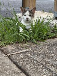 Lost Male Cat last seen Buckingham Dr and Panhandle Rd, Clayton County, GA 30228